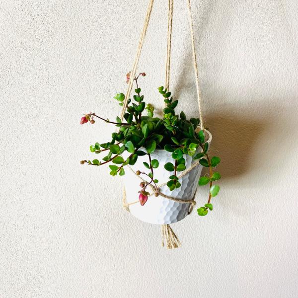 ご覧頂きありがとうございます。ベル型の可愛らしいお花が枝垂れて咲くとても希少で人気のカランコエ・フィフィです。サーモンピンクの可憐なお花がとても魅力的で、冬から春にかけてたくさん咲きます。一年を通して分厚い多肉質な光沢のある葉っぱが可愛いで...