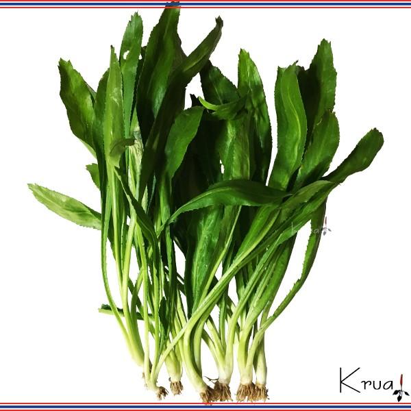 パクチーファラン ノコギリコリアンダー オオバコエンドロ 50g 完全無農薬 タイ野菜 千葉県産 Nt0037 タイ食材 タイ野菜の専門店クルア 通販 Yahoo ショッピング