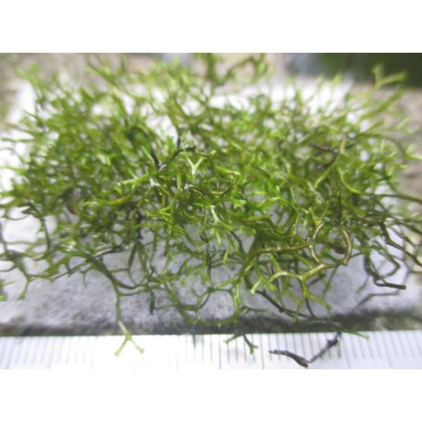 G003 03 佐渡の陽で屋外育成させたリシア 浮草 小片 水草 ビオトープ 送料140円 特別価格帯 Buyee Buyee 日本の通販商品 オークションの代理入札 代理購入