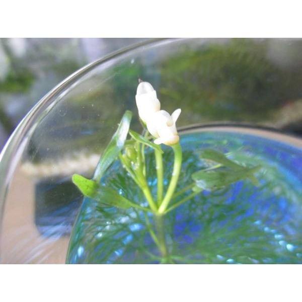 G003 07 佐渡産カボンバ 金魚藻 水中葉 1本売り 水草 ビオトープ 送料180円 特別価格帯 Buyee Buyee 일본 통신 판매 상품 옥션의 대리 입찰 대리 구매 서비스