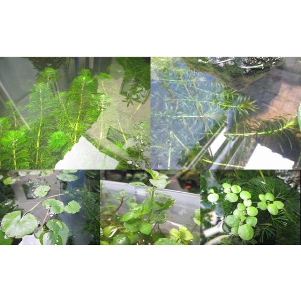 G003 0253 お得な水草セット カボンバ アナカリス他 全5種類 水草 ビオトープ そのiii 送料180円 特別価格帯 Buyee Servis Zakupok Tretim Licom Buyee Pokupajte Iz Yaponii