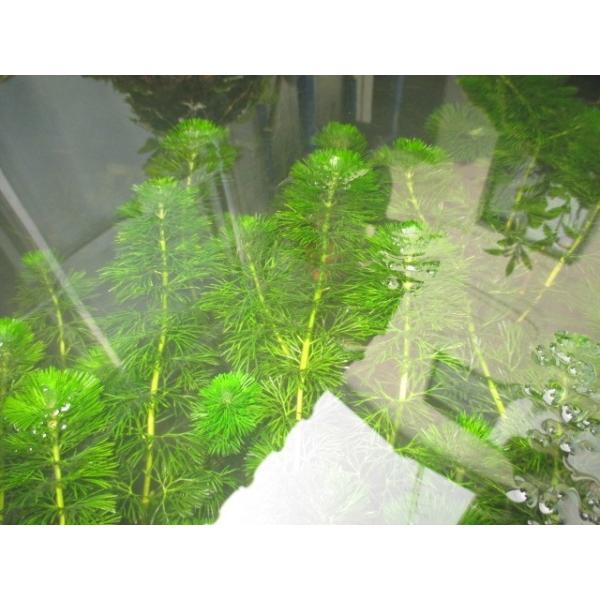 G003 0253 お得な水草セット カボンバ アナカリス他 全5種類 水草 ビオトープ そのiii 送料180円 特別価格帯 Buyee Buyee Japanese Proxy Service Buy From Japan Bot Online
