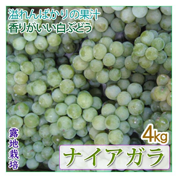 ナイアガラ 4kg 白ぶどう 懐かしいぶどう Naiagara4kg001 くだもの屋 通販 Yahoo ショッピング