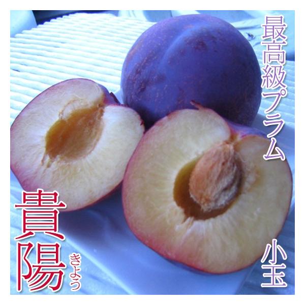 貴陽 最高級プラム ギフト 2kg小玉サイズ 長野県産 : くだもの屋