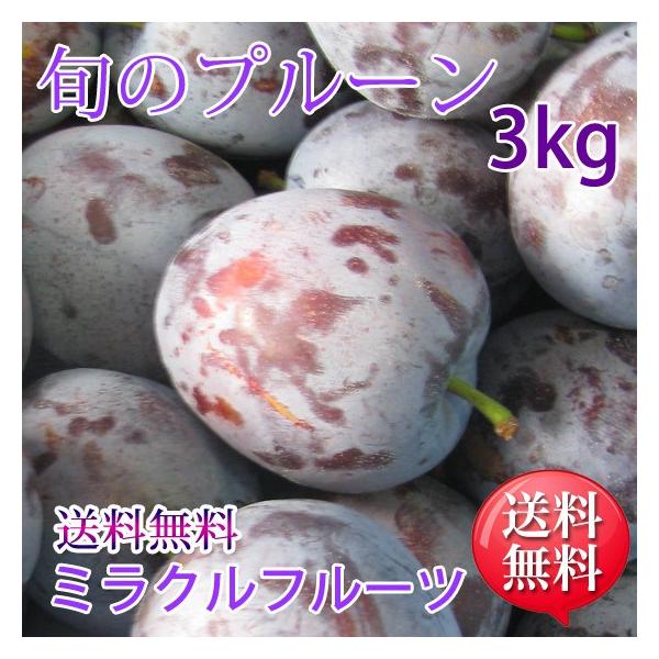 旬のプルーン 3kg 信州産ミラクルフルーツのプルーン  送料無料