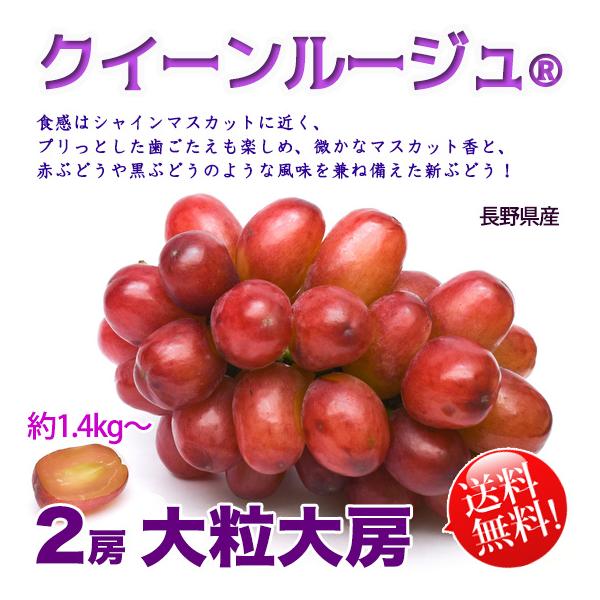 クイーンルージュ(R)  大房大粒 2房 1.4kgオーバー 特秀 立派な房で贈り物に！