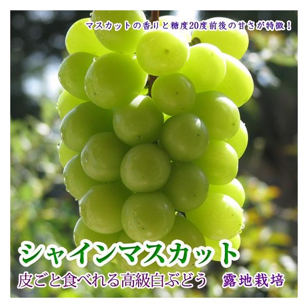 VC}XJbg 炲ƐHׂ햳Ԃǂ 2kg 3-5[ 