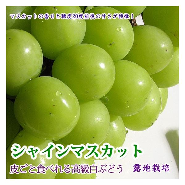 VC}XJbg lC炲ƐHׂ햳Ԃǂ 4kg 6-10[ 