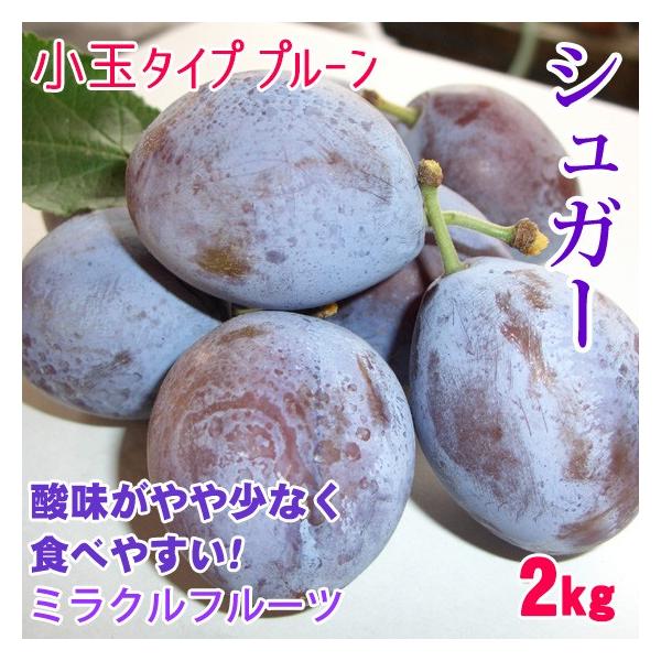 シュガー プルーン 2kg 長野プルーン 長野県産 : くだもの屋