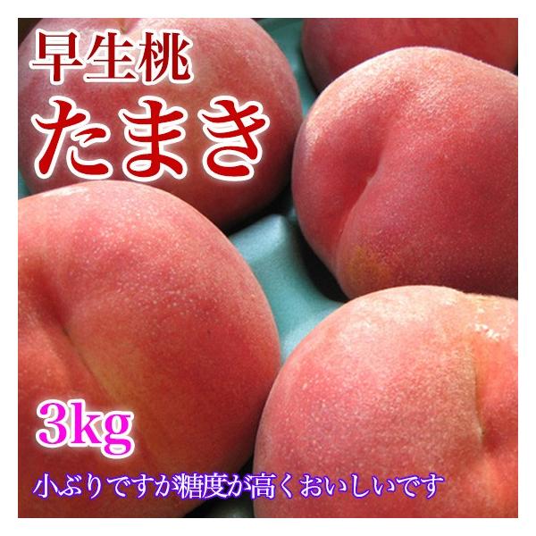 たまき 桃 3キロ 約12玉 一足早く、信州より早生品種の桃 たまきです