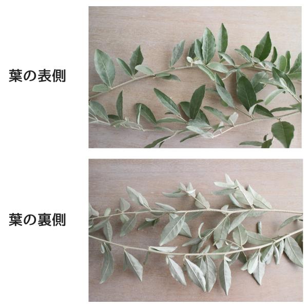 ロシアンオリーブ 葉枝 生花 40 60cm アレンジメント スワッグ素材 枝物 空間装飾 ナチュラル グリーンインテリア 国産 Buyee 日本代购平台 产品购物网站大全 Buyee一站式代购 Bot Online