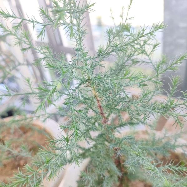 シダレ・イトスギは、淡い緑色の芳香がある葉をもち、葉が枝垂れて優美な樹形になる、コニファー（針葉樹）です。観賞用として、庭園の木に利用されることがあります。葉や木からはエッセンシャルオイルが抽出され、アロマ用などにも用いられています。比較的...