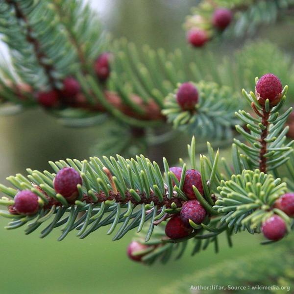 黒唐檜（クロトウヒ）は、青緑色の葉をもち、紫色の実が特徴的なコニファー(針葉樹)です。爽やかなウッディの香りのエッセンシャルオイルの木として有名です。成長速度はゆっくりで年に5〜15cmの場合もあり、盆栽としても利用されます。カナダの北東の...