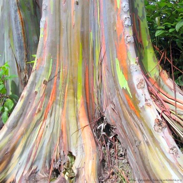 樹皮が剥がれると、ネオングリーンの木肌から、レインボーカラーのような多彩な色に変化するユーカリです。ユーカリとしては珍しく、東南アジアの熱帯雨林に生育しています。成長速度は速く、育てやすいユーカリです。暑さには強いですが、寒さには若干弱く、...
