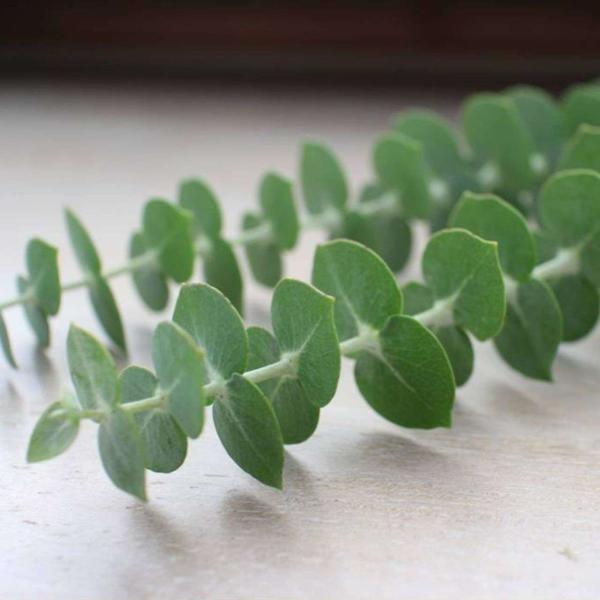 ユーカリ・ベイビーブルーは、白銀色を帯びた、コンパクトな丸葉が魅力的な小型のユーカリです。香りも強く、やや甘く爽やかな香りをもちます。「ユーカリ銀世界」の園芸種であり、ベイビーブルーは成長しても葉が大きくなりません。比較的、成長が早くて丈夫...