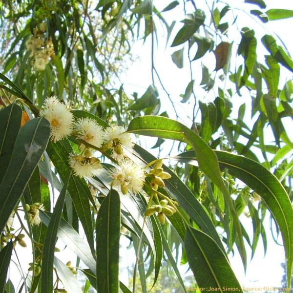 ユーカリ・グロブルスは、香水やエッセンシャルオイルとして有名なユーカリです。香料や薬用、お茶、ハチミツ用の花としても利用されています。若い葉は白みがかった明るい青緑色の葉になり、爽やかな印象です。比較的、成長が早くて丈夫であり、育てやすい種...