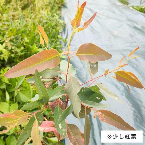 ユーカリ・クロロクラダは、黄色の蕾から白い花が咲き、明るい青緑色の葉をもつユーカリです。若い枝は黄緑色から赤色に変わり、濃い赤色へと変化していきます。寒い時期に若木は紅葉しやすく、濃い赤褐色（パープル色）の色合いになります。比較的、成長が早...