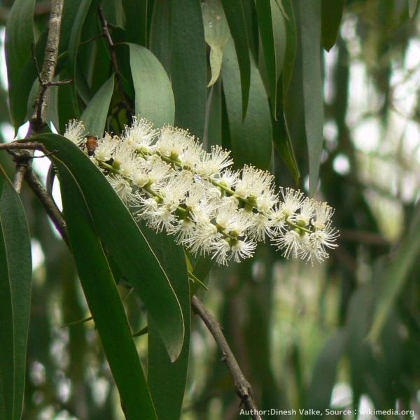 メラレウカ・レウカデンドラは、エッセンシャルオイルの「カユプテ精油」に利用されるオージープランツの一種です。ブラシ状の白い花を咲かせ、白い紙のような樹皮をもちます。樹皮は柔らかく、白色の色合いで、紙のように薄く剥がれます。「ウィーピイング（...