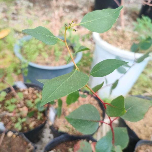 ユーカリ・カエシアは、赤い花を咲かせ、丸っぽい葉と、赤褐色の樹皮をもつユーカリです。大きく成長すると葉枝は枝垂れる樹形になります。葉形は、樹高が数m以上で長葉になる可能性がありますが、低位置からは元の場合があります。・学名：Eucalypt...