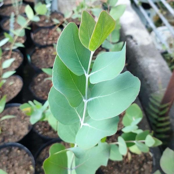 ユーカリ メラノフロイア 種子 ハーブ木 樹木 種子 Buyee Buyee Japanese Proxy Service Buy From Japan Bot Online