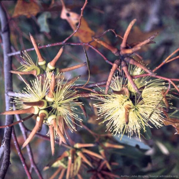 ユーカリ・コルヌータは、長い角のような蕾をもち、栗のトゲトゲのような黄色の花を咲かせるユーカリです。「コルヌータ」はラテン語の「角のある」に由来し、蕾を示しています。 木材は、非常に硬くて強い木材の一つとされます。比較的、成長が早くて丈夫で...
