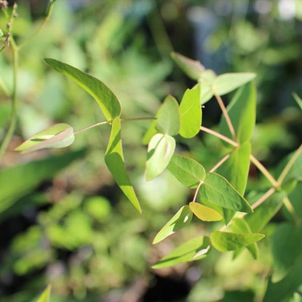 ユーカリ・マカルトゥは、小さな雪のような花を咲かせるユーカリです。一般的なユーカリの香りとは少々異なる、フルーティーな香りの精油が抽出されます。絶滅危惧種に指定されているユーカリです。比較的、成長が早くて丈夫であり、育てやすい種類です。・学...