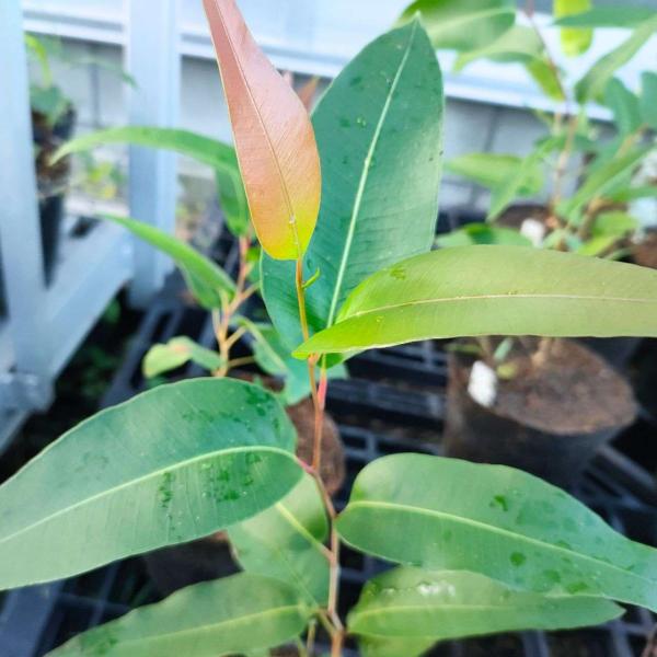 ユーカリ スポットガムは、スポットガム(斑点ユーカリ)と呼ばれ、斑点があるような樹皮をもつ大型のユーカリです。樹皮がパッチ状に剥がれ落ちると、白い滑らかな木肌が現れます。街路樹として植樹されたり、ハチミツ用、木材用としても利用されています。...