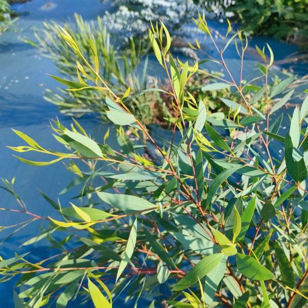 ユーカリ・モーレイ・ナナは、明るい緑色の長葉をもつ小型のユーカリです。大きくならないため、オーストラリアでは庭園の木としても利用されています。「ナナ」はラテン語で「小人」を意味します。・学名：Eucalyptus moorei nana・生...