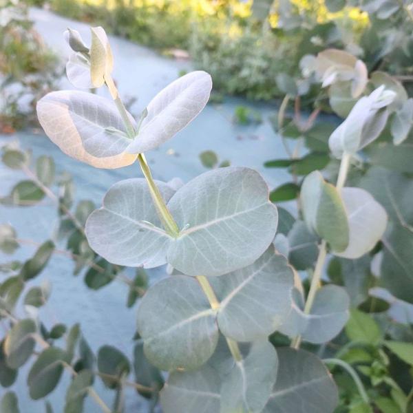 ユーカリ・ネグレクタは、鮮やかな青緑色の葉をもつ、小〜中型のユーカリです。大きなボリュームある葉が特徴的です。耐寒性があり、明るい日陰であれば育つ、珍しい性質もあります。葉形は、樹高が数m以上で長葉になる可能性がありますが、低位置からは元の...