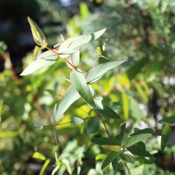 ユーカリ・ビミナリスは、「甘い樹液」で有名なユーカリであり、爽やかでやや甘い香りがあります。糖分を含む樹液をもつことから「マナ・ガム」や「シュガー・ガム」とも呼ばれます。青みを帯びた十字対生の葉も特徴的です。葉形は、樹高が数m以上で長葉にな...