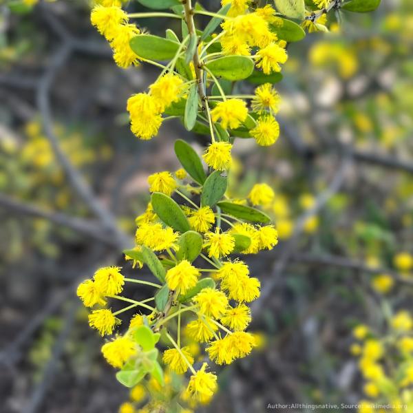 アカシア種子 500粒+ ac500 アカシア種子 500粒+ ac500