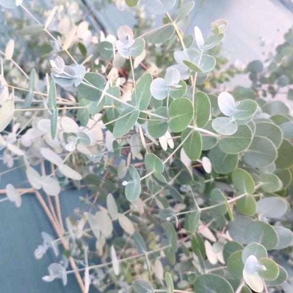 ユーカリ・ルビダは、白銀色を帯びた青緑色の丸葉と、赤みの帯びた枝や樹皮を持つ、中〜大型のユーカリです。キャンドル・バーグ(蝋燭の樹皮)と呼ばれ、樹皮(剥がれ具合)を表した名前と考えられます。葉形は、樹高が数m以上で長葉になる可能性があります...