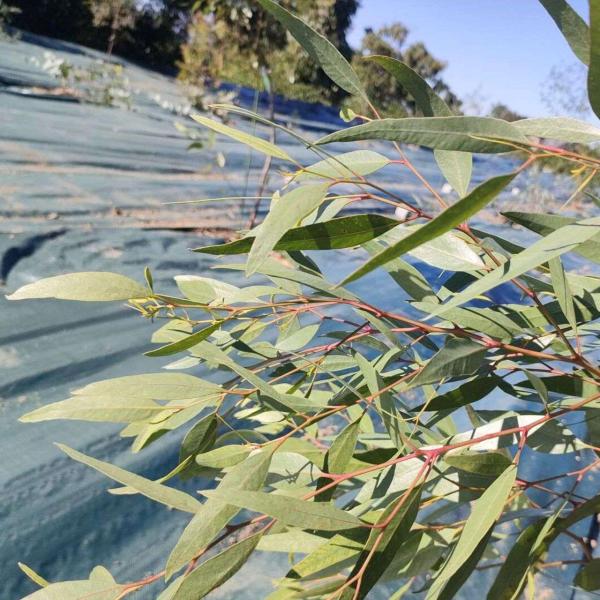 ユーカリ・マクランドラは、奇妙な長細い蕾や花をもつ小型のユーカリです。1房から最大で30以上の細長い奇妙な蕾を伸ばし、淡い黄色の花を咲かせます。果実も独特な外見になります。比較的、成長が早くて丈夫であり、育てやすい種類です。・学名：Euca...