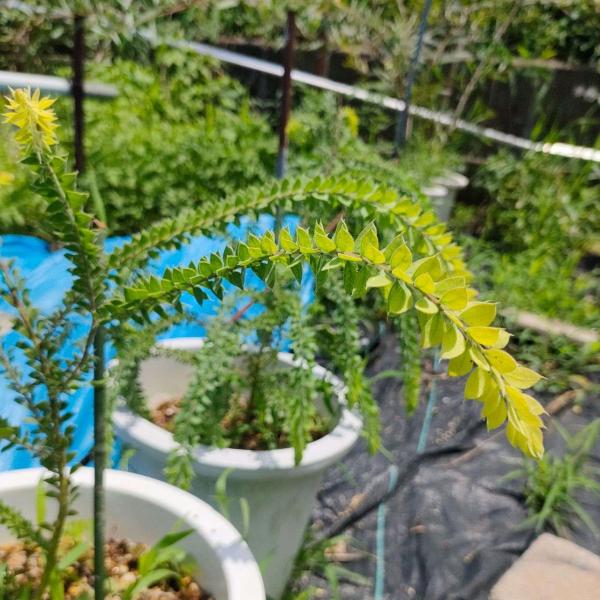アカシア種子 500粒+ ac500 kugelfg_seeds-00072