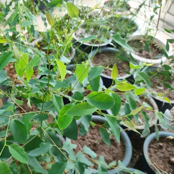 ユーカリ・クロエジアナは、長く細長い葉と、白灰色の樹皮をもつ中型のユーカリです。明るい緑色の葉は、葉は最初は丸みのある楕円形です。成長するに従って、葉枠が変化し、やがて長細くなります。比較的、成長が早くて丈夫であり、育てやすい種類です。・学...