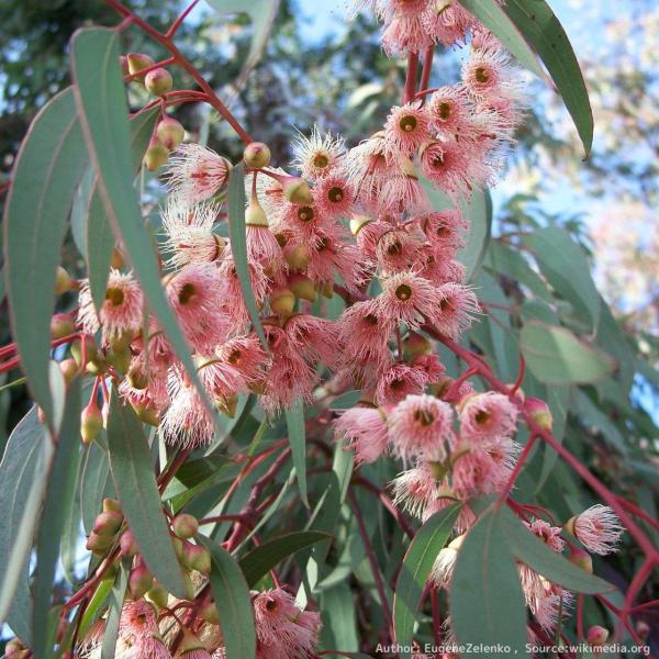ユーカリ・トルカータは、美しい赤色またはピンク色の沢山の花を咲かせる、小型のユーカリです。花や蕾の見た目から「コーラルガム（珊瑚のユーカリ）」という美しい別名でも呼ばれます。美しい外観から、観賞用として庭の木や街路樹として使用されています。...