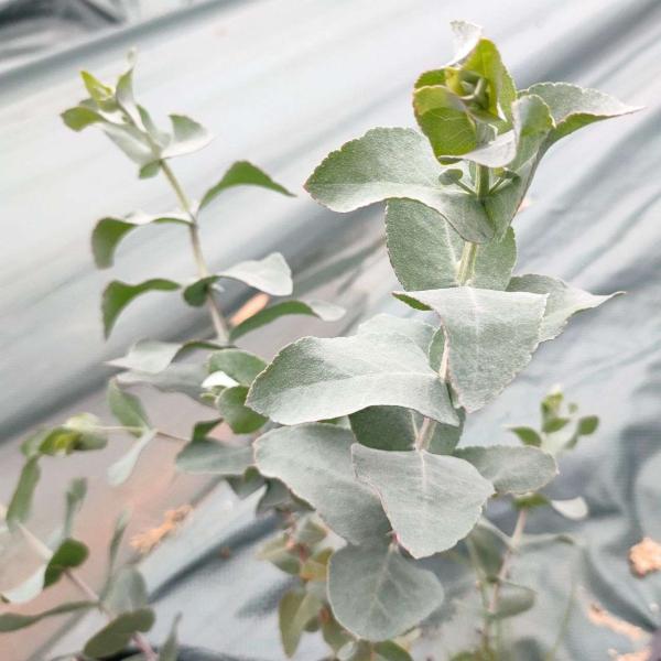 ユーカリ・コルダータ・クアドラングロサは、薄い白銀色を帯びたハート形の葉をもつユーカリです。「コルダータ」はラテン語の「ハート型」に由来します。「コルダータ」の亜種になり、違いは、枝断面が四角、幼葉がより尖り、大きめの花・実をもつとされます...