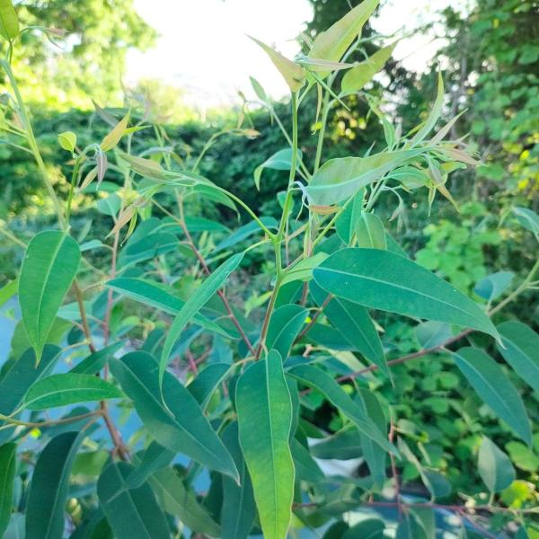 ユーカリ・サリグナは、スリムな卵型の葉を持ち、整った樹形になるユーカリです。夏の終わりにかけて紅葉し、赤みのある美しい色合いになるのも魅力的です。真っ直ぐに成長し、葉枝が放射状に伸びるので、整った樹形になります。比較的、成長が早くて丈夫であ...