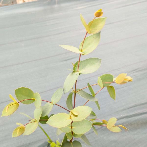 ユーカリ・ステラータは、花の蕾の様子が「小さな星」にも見える、小〜中型のユーカリです。種小名の「ステラータ」は、ラテン語の「小さな星」を意味し、花の蕾の集まりを示します。生育地では、川沿いや沼地の近くの肥沃な土壌で見られます。・学名：Euc...