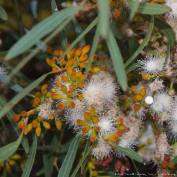 ユーカリ・フォエクンダは、クリーム色の沢山の花を咲かせ、細葉を持つ小型のユーカリです。種小名の「フォエクンダ」は「多産な花芽 」を意味し、たくさんの花を咲かせることを示します。・学名：Eucalyptus foecunda・生育地：西オース...
