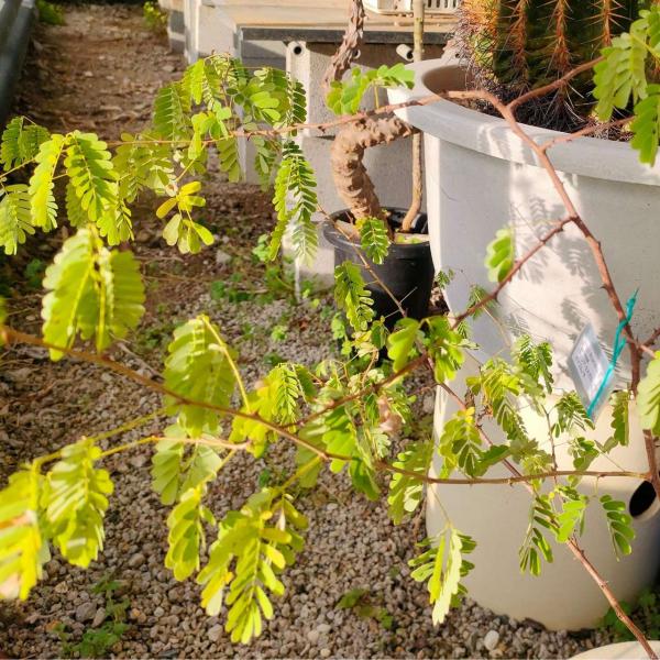 アラビアゴムノキ 種子 アラビアガム 花木 アカシア 低木 種子 Seeds Flower Green Kugel 通販 Yahoo ショッピング