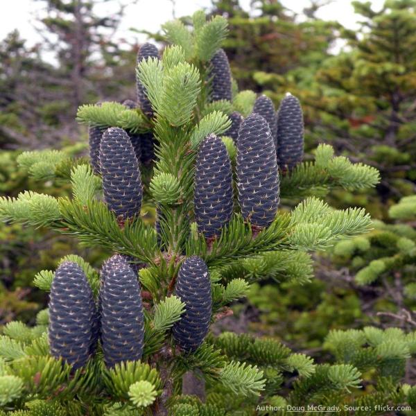 バルサムモミは、精油で有名なモミの木であり、香水にも利用されています。光沢のある濃い緑色の葉、端正な円錐形の樹形で、アメリカ等でクリスマスツリーにも利用されます。成長はゆっくりで、年に10〜20cmの場合もあり、盆栽としても利用されます。・...