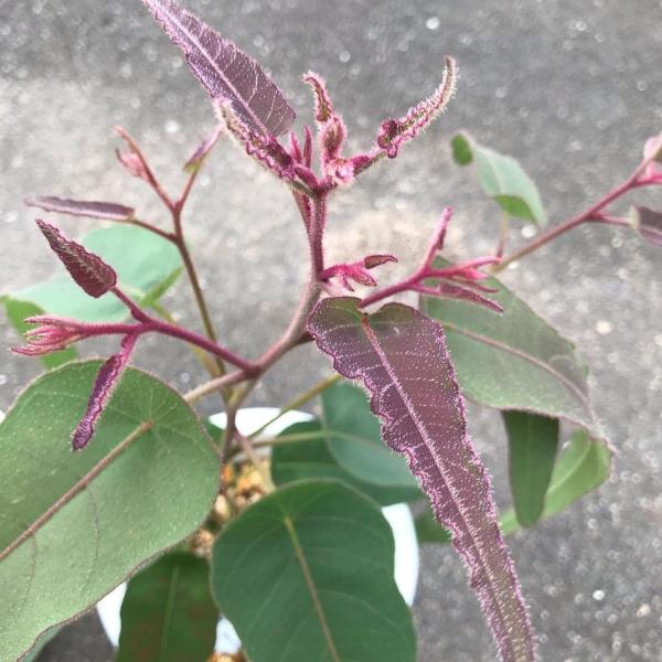 レモンユーカリは、長い葉を持ち、葉からレモンのような強い香りがするユーカリです。エッセンシャルオイルや香水として有名な植物です。ハーブ木として人気があり、葉枝は花束やウォールデコにも利用されます。比較的、成長が早くて丈夫であり、育てやすい種...