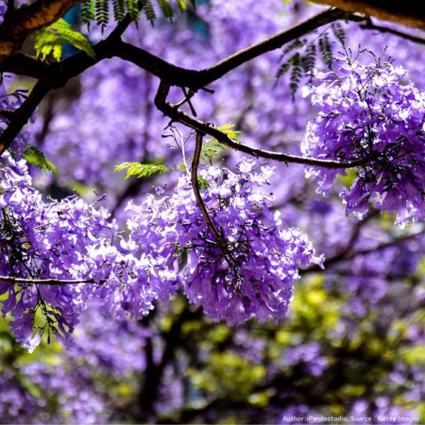 安いジャカランダの通販商品を比較 ショッピング情報のオークファン