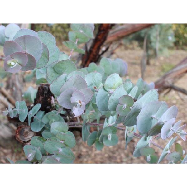 ユーカリ銀世界は、白銀色を帯びた青緑色の、丸みのある葉をもつ、小〜中型のユーカリです。美しい色合いの葉枝や実をもち、花束の素材やインテリア装飾として、とても人気の種類です。ユーカリの中でも香りは強く、葉枝には爽やかな香りをもちます。比較的、...