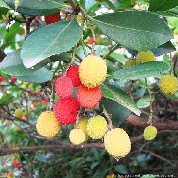 イチゴノキは、白い花を咲かせ、丸い果実はブランデーやジャムの原料にも利用される花木です。英国王立園芸協会からは「花粉媒介者のための植物」と評価されています。ヨーロッパでは身近な植物として、英国庭園にも植えられ、詩や物語、絵画にも描かれます。...