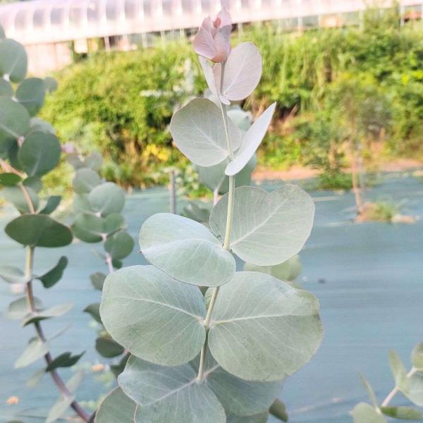 ユーカリ・ノートニは、白みのある青緑葉をもつ、中型のユーカリです。幼い葉は赤みのある白い葉で、青みのある色合いへと変化します。若木は紅葉しやすく、白みを帯びた紅葉は独特の色合いです。比較的、成長が早くて丈夫であり、育てやすい種類です。・学名...