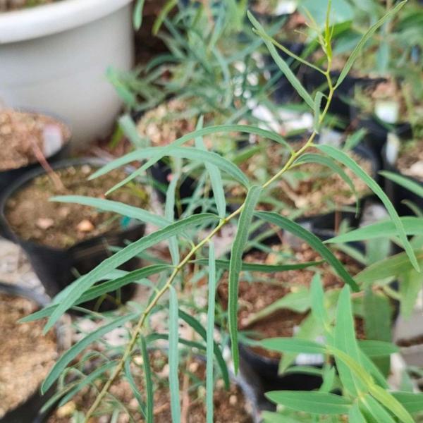 ユーカリ・シデロキシロンは、青みを帯びた細長い葉をもつユーカリです。「レッド・アイアンバーク（赤い鉄の樹皮）」とも呼ばれ、樹皮の様子を表しています。蜂蜜用の花として利用されるほか、エッセンシャルオイルとしても利用されています。・学名：Euc...