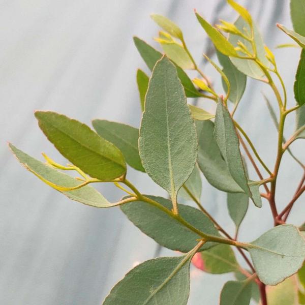 ユーカリ・ユーティリスは、クリーム色の花を咲かせ、青みのある細身の卵形の葉を持つユーカリです。「ユーティリス」はラテン語の「役に立つ」を意味します。干ばつにも耐え、半耐塩性があり、痩せた砂質土壌でも成長します。葉形は、樹高が数m以上で長葉に...