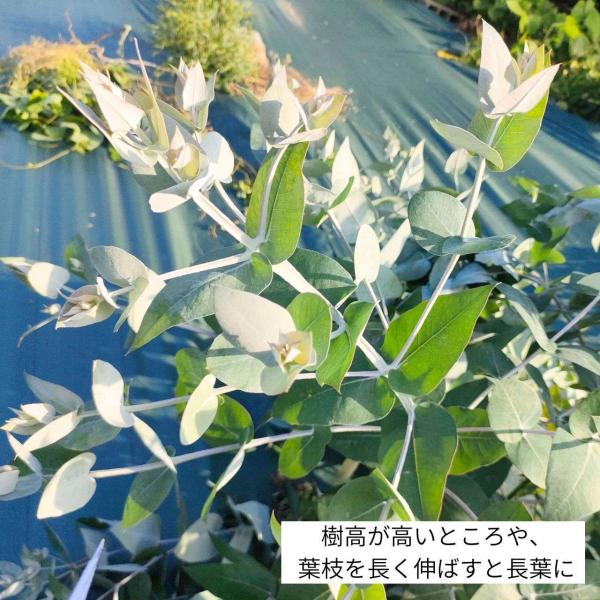 ユーカリ・グロブルス・マイデニーは、香水やエッセンシャルオイルとして有名なユーカリです。「ユーカリ・グロブルス」の亜種になり、違いは花芽の付き方です。若い葉は白みがかった明るい青緑色の葉になり、爽やかな印象です。比較的、成長が早くて丈夫であ...